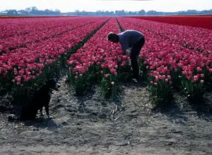 Olanda organizează concurs de aranjamente florale la Bucureşti