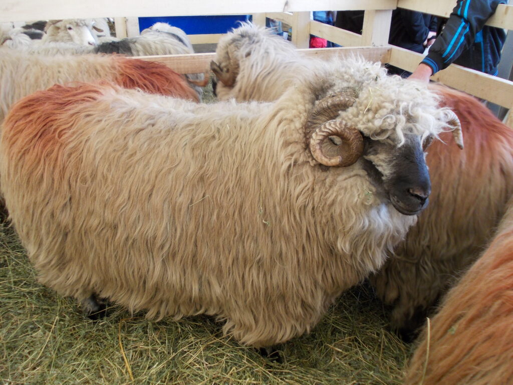 APIA demarează plata subvențiilor pentru ovine și caprine