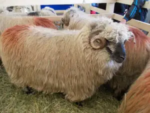 APIA demarează plata subvențiilor pentru ovine și caprine
