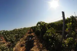 Murfatlar România inaugurează crama vinurilor premium