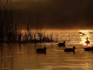 Delta Dunării, asaltată de turiști. Pensiunile de lux, primele ocupate integral