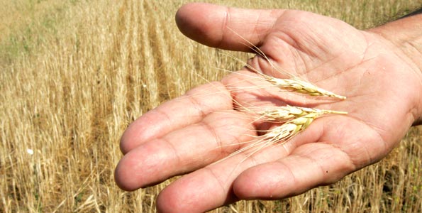 Exportul de cereale din Rusia ar putea atinge 27 mil. tone în 2012