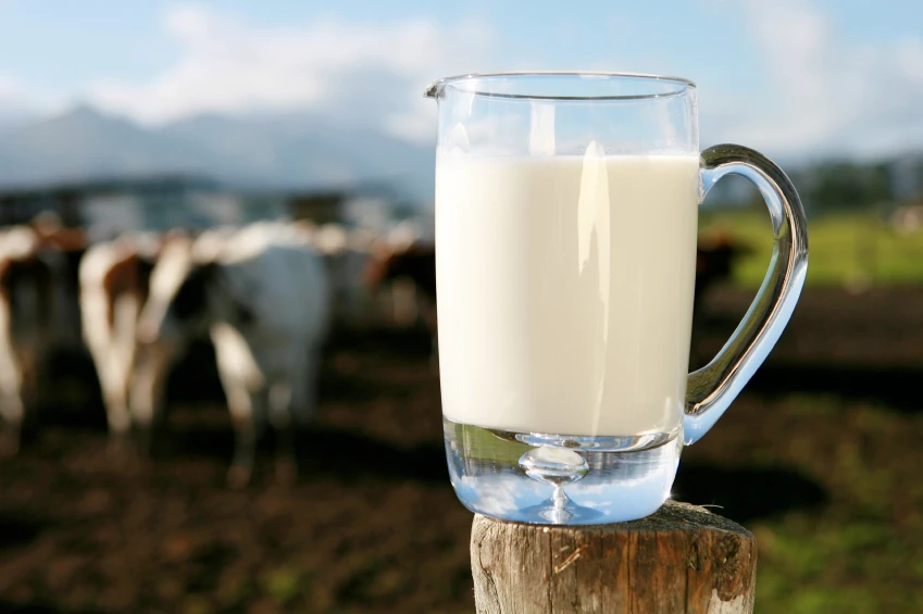 2,2% din laptele produs în România este neconform