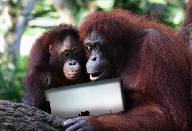 Nişte urangutani folosesc iPad
