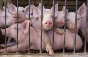 Crescătorii de porci primesc noi ajutoare pentru bunăstarea animalelor