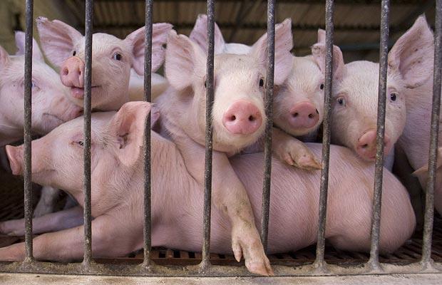 Crescătorii de porci primesc noi ajutoare pentru bunăstarea animalelor