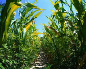 Agricultura României ar putea beneficia de un buget cu 7 mld. euro mai mare