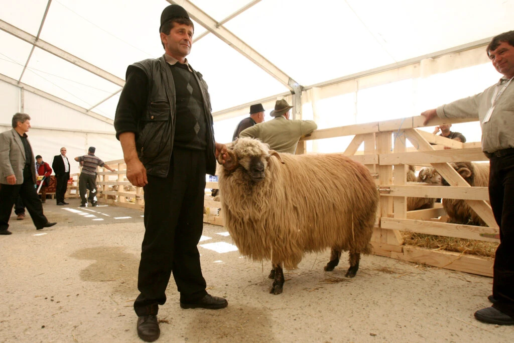 Vedetele de la INDAGRA: Berbecul de peste 100 kg