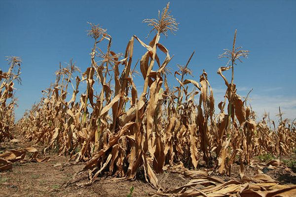 Efectele secetei: pierderi de peste 1 mld. de dolari în Rusia