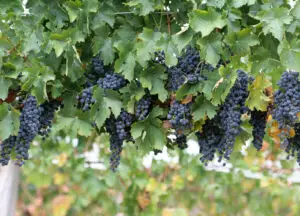 Statul va finanţa 80 la sută din poliţele de asigurare ale viticultorilor