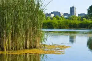 Spaniolii au găsit ”O COMOARĂ ECOLOGICĂ” în mijlocul Bucureștiului