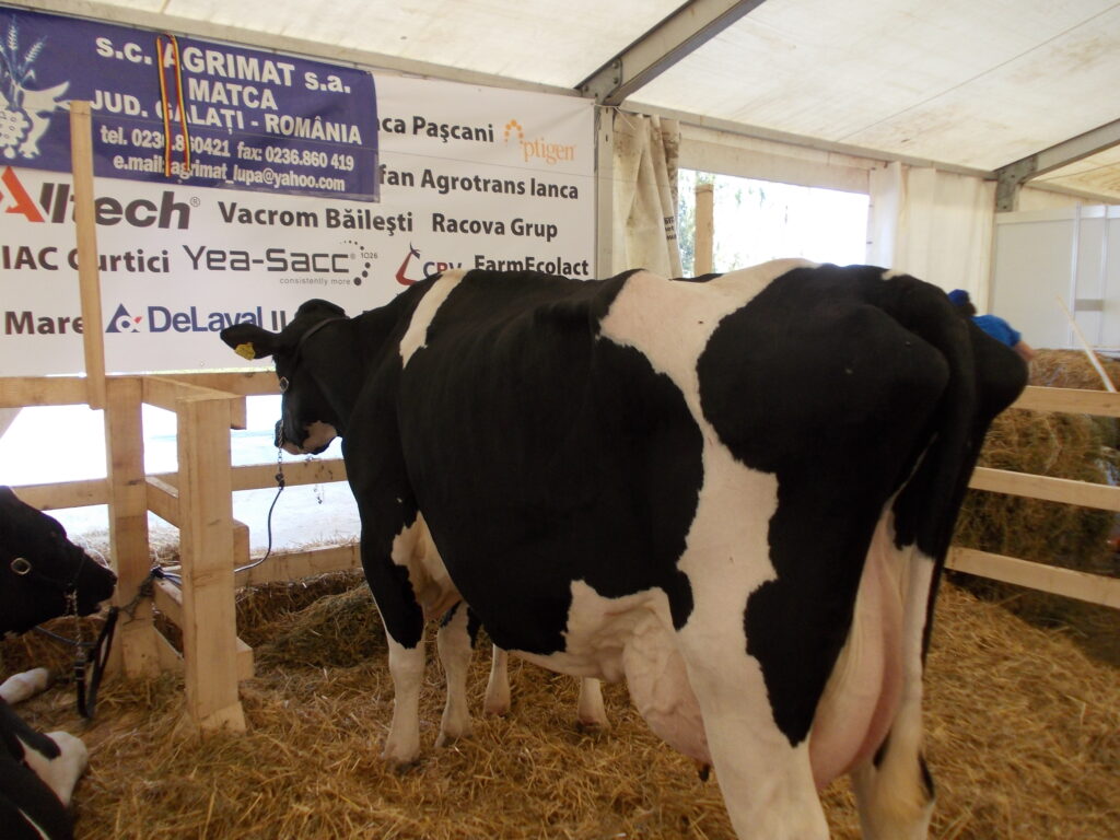 Ajutoare financiare pentru crescătorii de vaci de lapte
