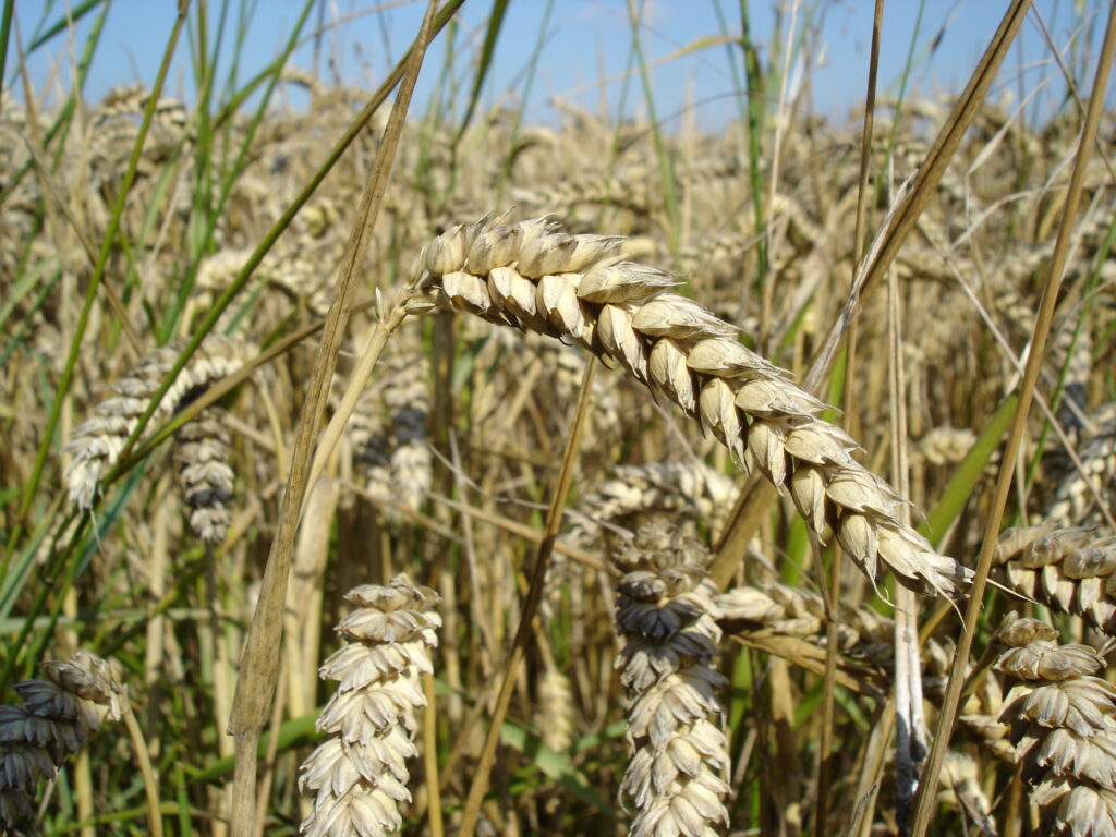 Rădulescu: România va importa în jur de 500.000 de tone de grâu pentru asigurarea consumului intern