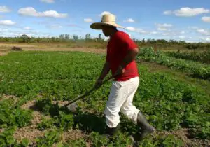 Ce trebuie sa facă micii agricultori pentru a primi suta de lei la hectar promisă de Guvern