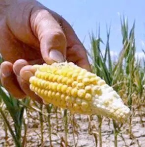 Ministerul Agriculturii, cel mai mare beneficiar al rectificării bugetare