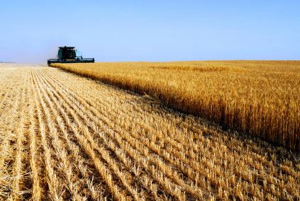 FAO avertizează: După boom, producţia agricolă va încetini în lume