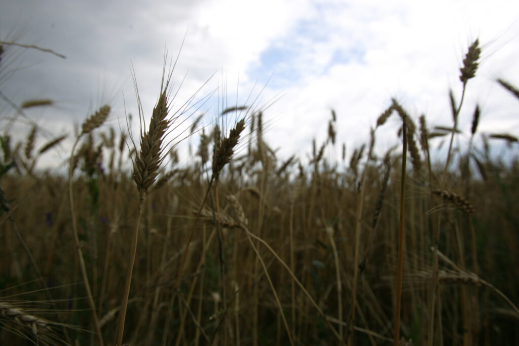 Seceta poate usca jumătate din producţia de grâu de anul viitor