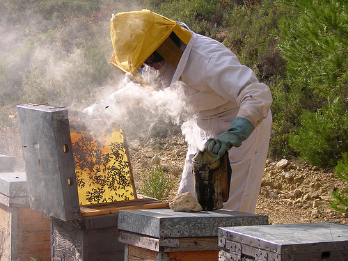 Seceta face ravagii în România. Probleme pentru apicultori