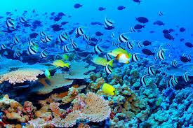 UNESCO cere Australiei să acţioneze pentru a preveni distrugerea Marii Bariere de Corali