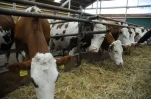 Ajutoare financiare pentru crescatorii de bovine