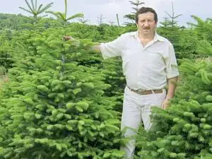 Povestea de succes a profesorului care a lăsat catedra pentru a-și înființa cea mai mare plantație de brazi de Crăciun