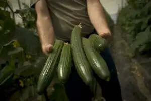 Spania nu consideră suficient ajutorul de 150 de milioane de euro anunţat de CE pentru agricultori