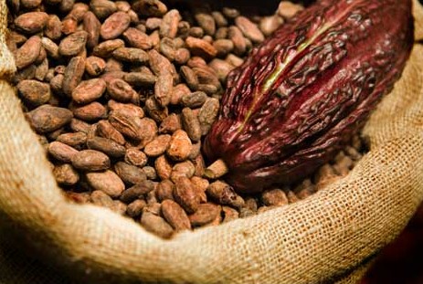 Criza datoriilor „muşcă” din preţul boabelor de cacao
