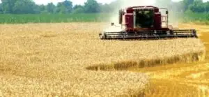 România, al cincilea producător de cereale şi al treilea crescător de ovine din UE