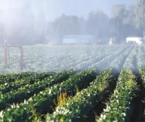 Pro Agro solicită scutirea de TVA pentru investiţiile în infrastructura de irigaţii
