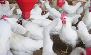 Mănânci CARNE de PUI? Trebuie SĂ ȘTII ASTA