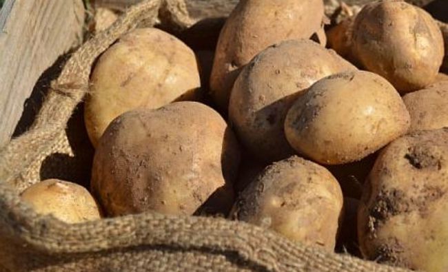 România – pe locul 1 la exploataţii de cartofi, dar pe 7 la producție