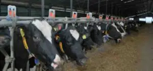 Creşteri ale sacrificărilor de bovine, ovine şi caprine, în februarie