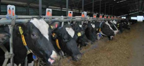 Creşteri ale sacrificărilor de bovine, ovine şi caprine, în februarie