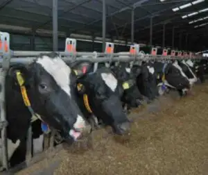 Crescătorii de bovine vor primi 1.600 de lei pe cap de animal