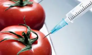 Sprijin de 3.000 de euro/an pentru culturile de tomate în sere şi solarii
