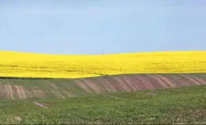 APIA a finalizat campania de primire a cererilor unice de plată: peste 900.000 de cereri pentru 9,4 milioane hectare