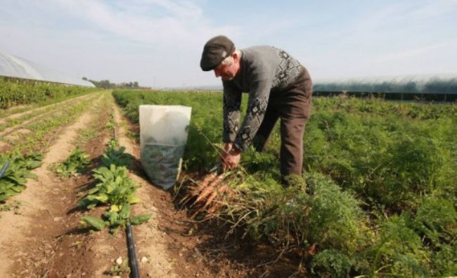 Fermierii vârstnici, 31% în totalul populaţiei din agricultura UE