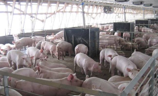 Crescătorii de porci vor primi 2,3 milioane de euro din sprijinul european acordat României