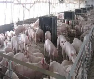 Guvernul a aprobat cuantumul ajutorului financiar acordat pentru depozitarea privată a cărnii de porc