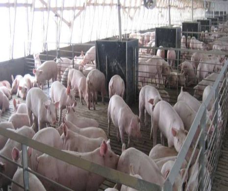 Guvernul a aprobat cuantumul ajutorului financiar acordat pentru depozitarea privată a cărnii de porc