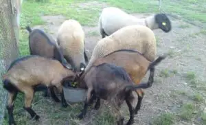 Ministrul Agriculturii spune că va fi sprijinită înfiinţarea de centre de preluare a lânii