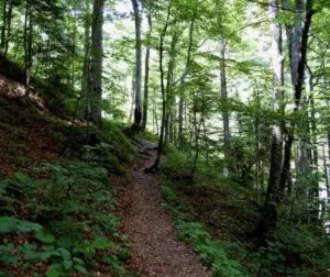 Ministerul Mediului a trimis Parchetului General rapoarte referitoare la tăierile ilegale de pădure
