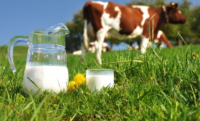 Fermierii americani au aruncat 162 milioane de litri de lapte care era în exces