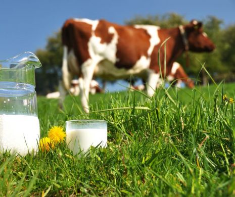 Producţia de lapte de consum, în scădere cu 13,4%