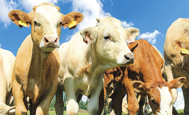 Exportul de animale vii a scăzut în primul trimestru. Date oficiale de la Ministerul Agriculturii şi Dezvoltării Rurale (MADR)