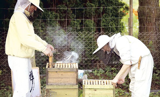 Fetea (ACA): Apicultura este într-un grav pericol în acest an. Producţia de miere scade sub 50%