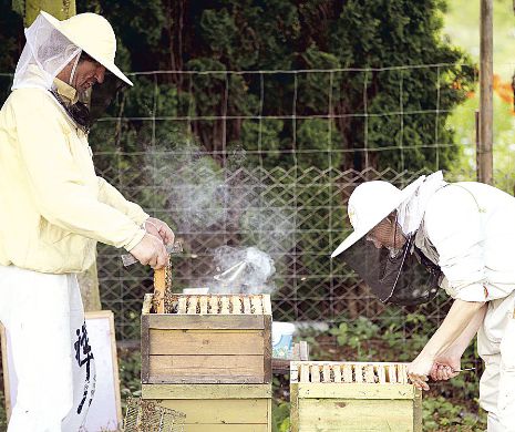 Cantitatea de miere adunată de apicultori, mai mică cu 30% din cauza secetei