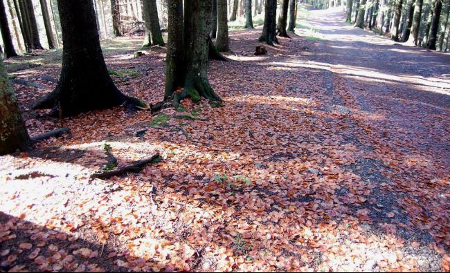 EIA:Jumătate din tăierile de păduri din România sunt ilegale