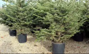 Peste 4.000 de brazi de Crăciun, confiscaţi în ultima săptămână