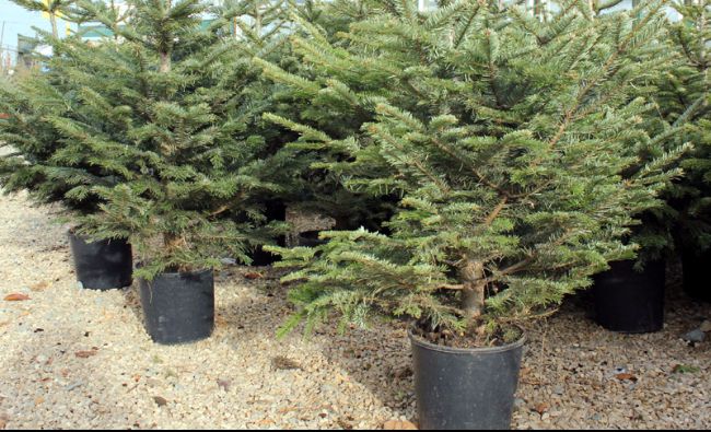 Romsilva scoate la vânzare în jur de 60.000 de pomi de Crăciun. Vezi ce prețuri sunt anul acesta